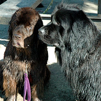 Two Newfies